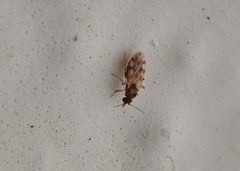 Ceratopogonidae