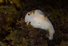 Cadlina flavomaculata