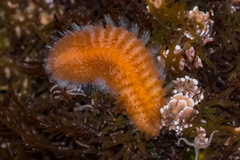 Euphrosine aurantiaca