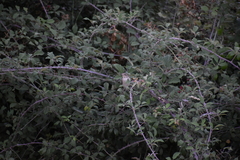Ficedula