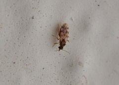 Ceratopogonidae