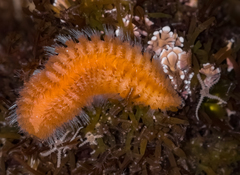 Euphrosine aurantiaca