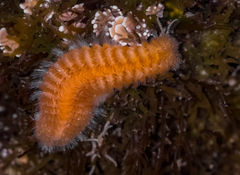 Euphrosine aurantiaca
