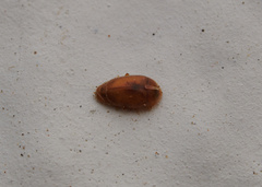 Coccinelloidea