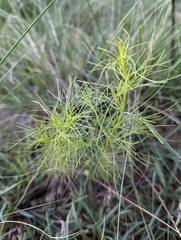 Foeniculum vulgare