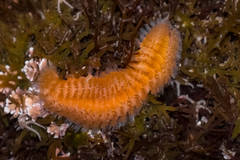 Euphrosine aurantiaca