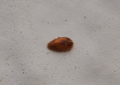 Coccinelloidea