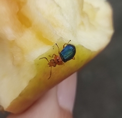 Ascolhedybius hirtus