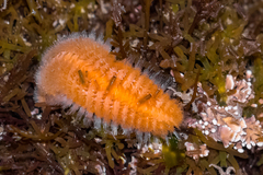 Euphrosine aurantiaca