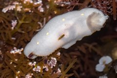 Cadlina flavomaculata