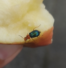 Ascolhedybius hirtus