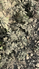 Artemisia sieversiana