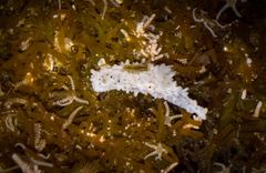 Aegires albopunctatus