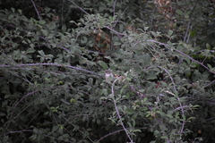 Ficedula