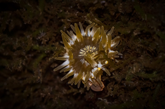 Anthopleura mariae