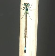Ischnura elegans