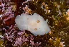 Diaulula sandiegensis