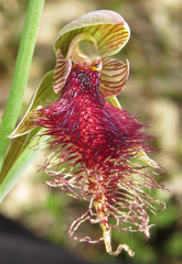 Calochilus robertsonii