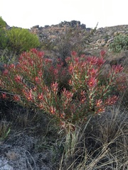 Leucadendron