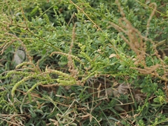 Chenopodium acuminatum