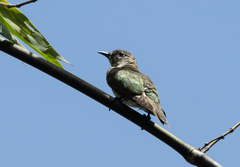 Chrysococcyx minutillus