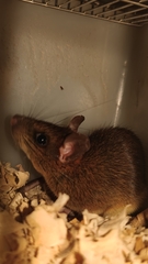 Niviventer confucianus