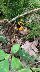 Calocera viscosa