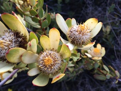 Leucadendron arcuatum