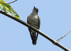 Chrysococcyx minutillus