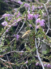 Colletes succinctus