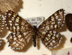 Chiasmia clathrata