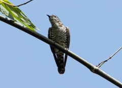 Chrysococcyx minutillus