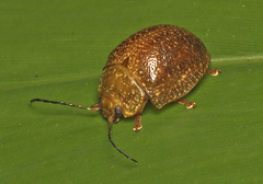 Paropsis variolosa
