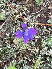 Delphinium ajacis