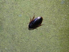 Opisthoplatia orientalis