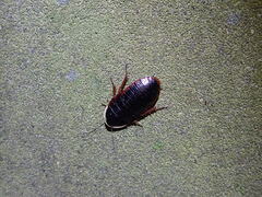 Opisthoplatia orientalis