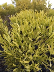 Leucadendron salignum