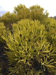 Leucadendron salignum
