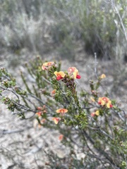 Dillwynia sericea