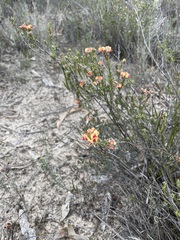 Dillwynia sericea