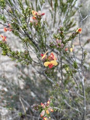Dillwynia sericea
