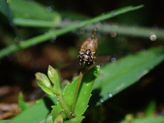 Eysarcoris guttigerus