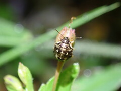 Eysarcoris guttigerus