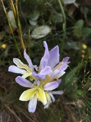 Babiana patula