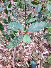 Endiandra muelleri muelleri