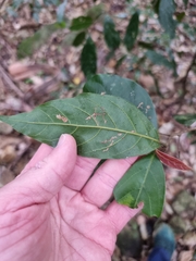 Endiandra muelleri muelleri