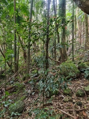 Endiandra muelleri muelleri