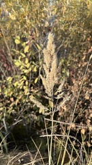 Calamagrostis epigejos