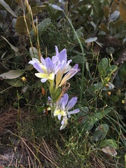 Babiana patula