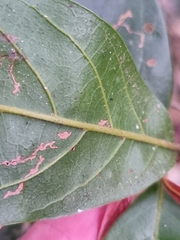 Endiandra muelleri muelleri